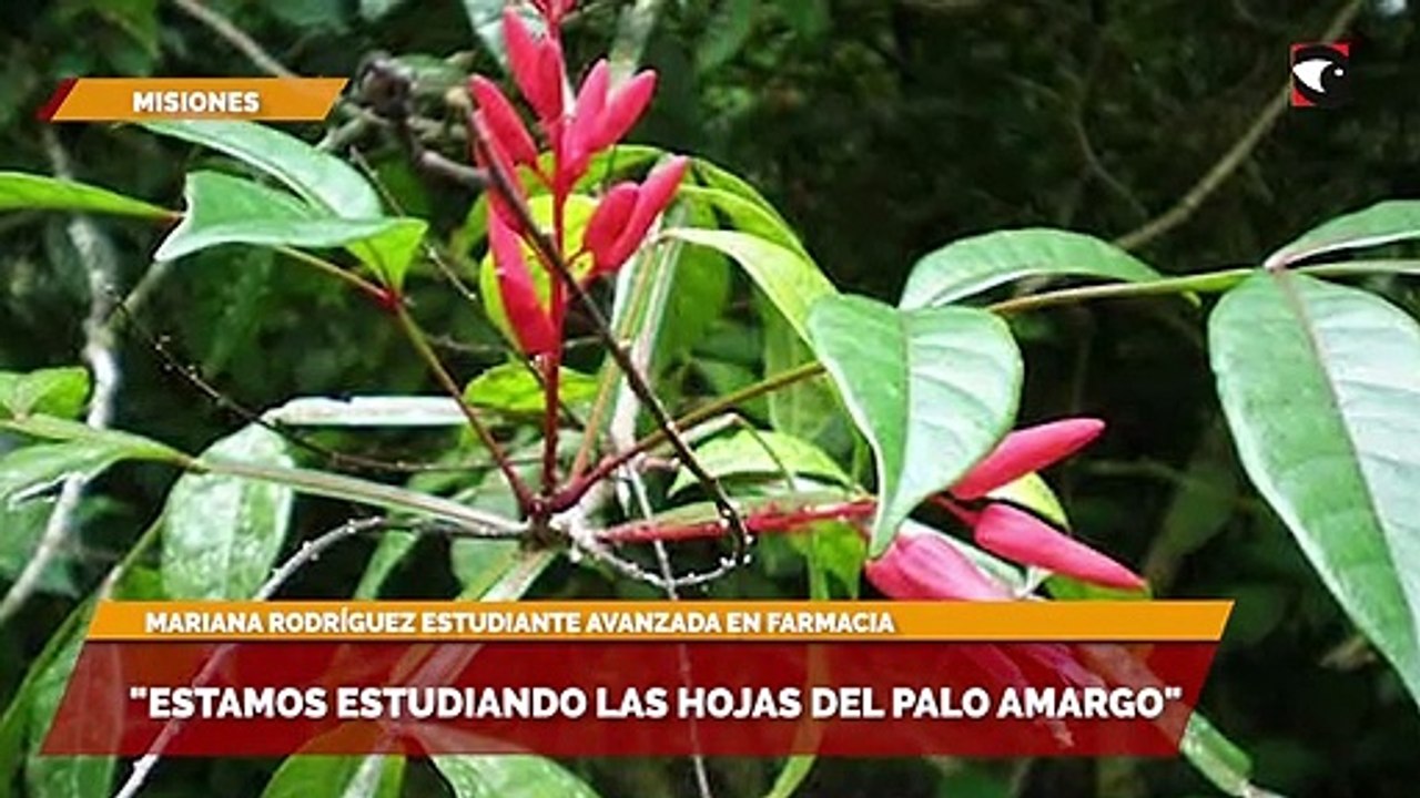 "Estamos estudiando las hojas del palo amargo"