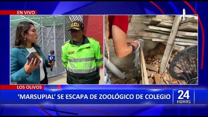 PNP capturó un chosna silvestre que escapó de zoológico de colegio