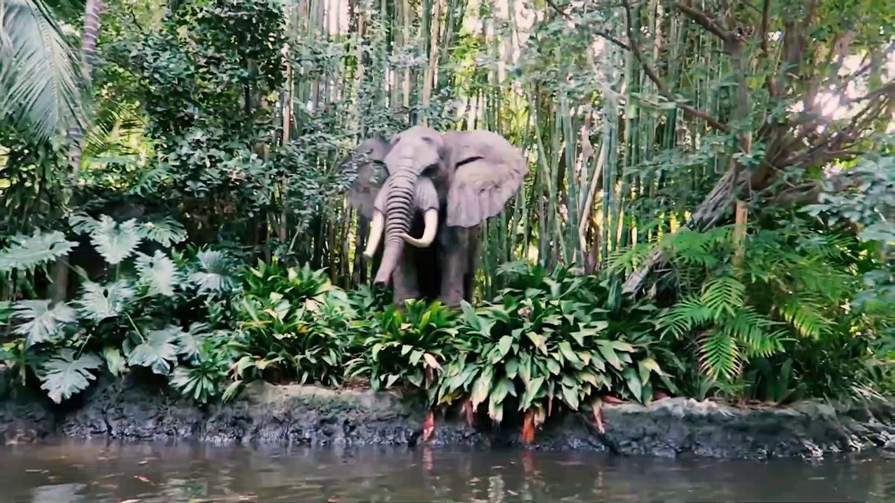 The Jungle Cruise Boat Ride (Disneyland Theme Park - Anaheim, California) - Classic Theme Park Ride POV Video