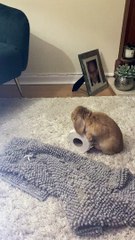 Bunny Drop Kicks a Toilet Paper Roll