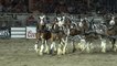The Broken Spoke Clydesdales at the World’s Oldest Rodeo