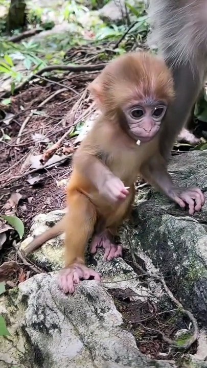 Cute little monkey 2