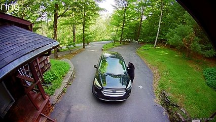 Bear Climbs Into My Ford Escape