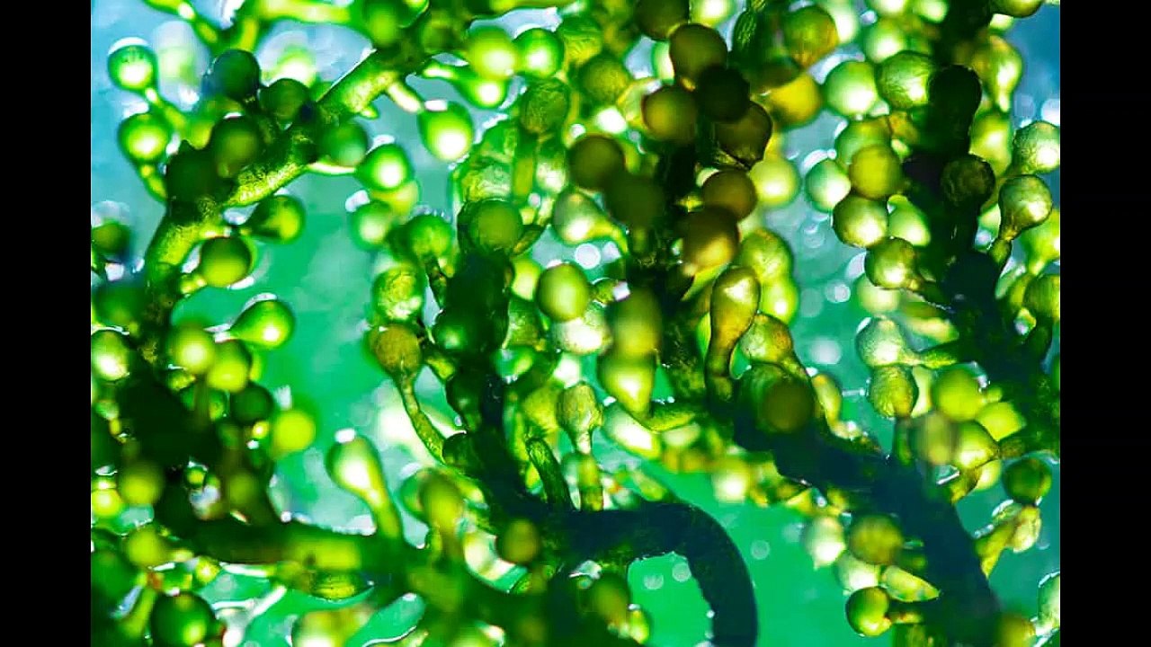 Artificial leaf can capture 100 times more carbon than other processes