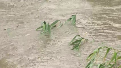 [날씨] 수도권·영서 폭우, 200mm↑...서울 대곡교 '홍수주의보' / YTN