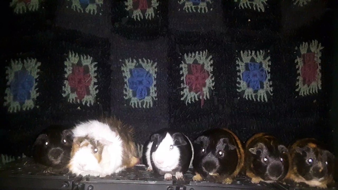 CAVIA PORCELLS DAVID 20210627_012629