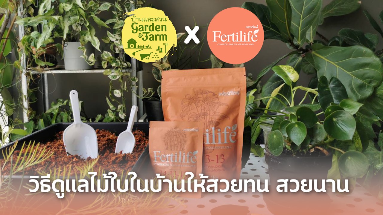 fertilife ปุ๋ยสำหรับมือใหม่