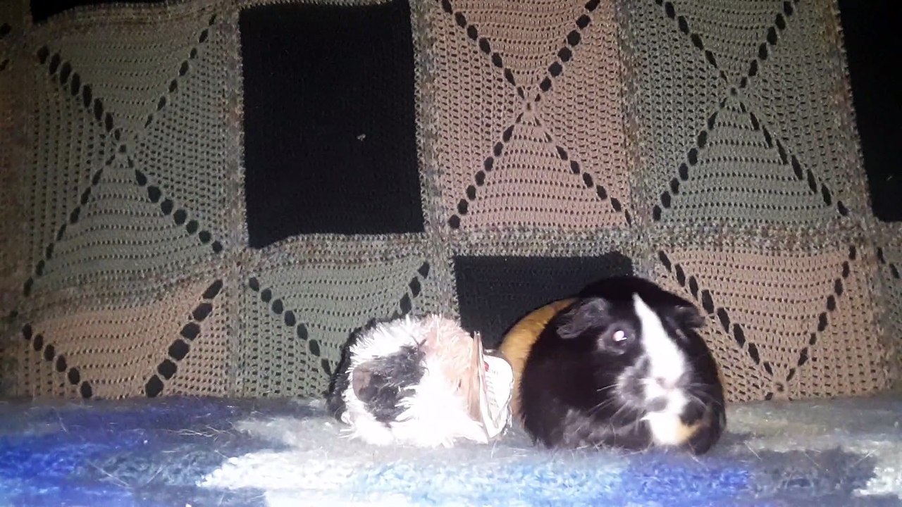 CAVIA PORCELLUS CJ 20210627_025021
