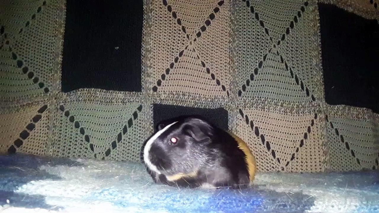 CAVIA PORCELLUS CJ 20210627_025240