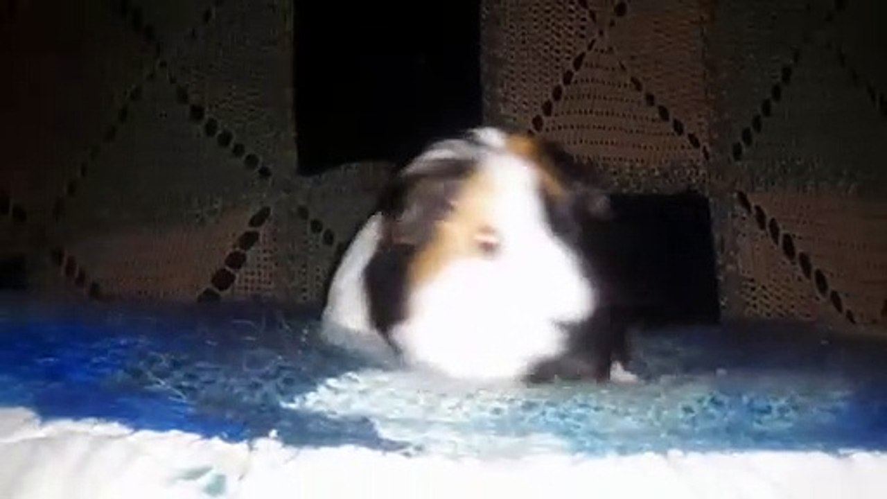 CAVIA PORCELLUS TURMERIC 20210627_030820