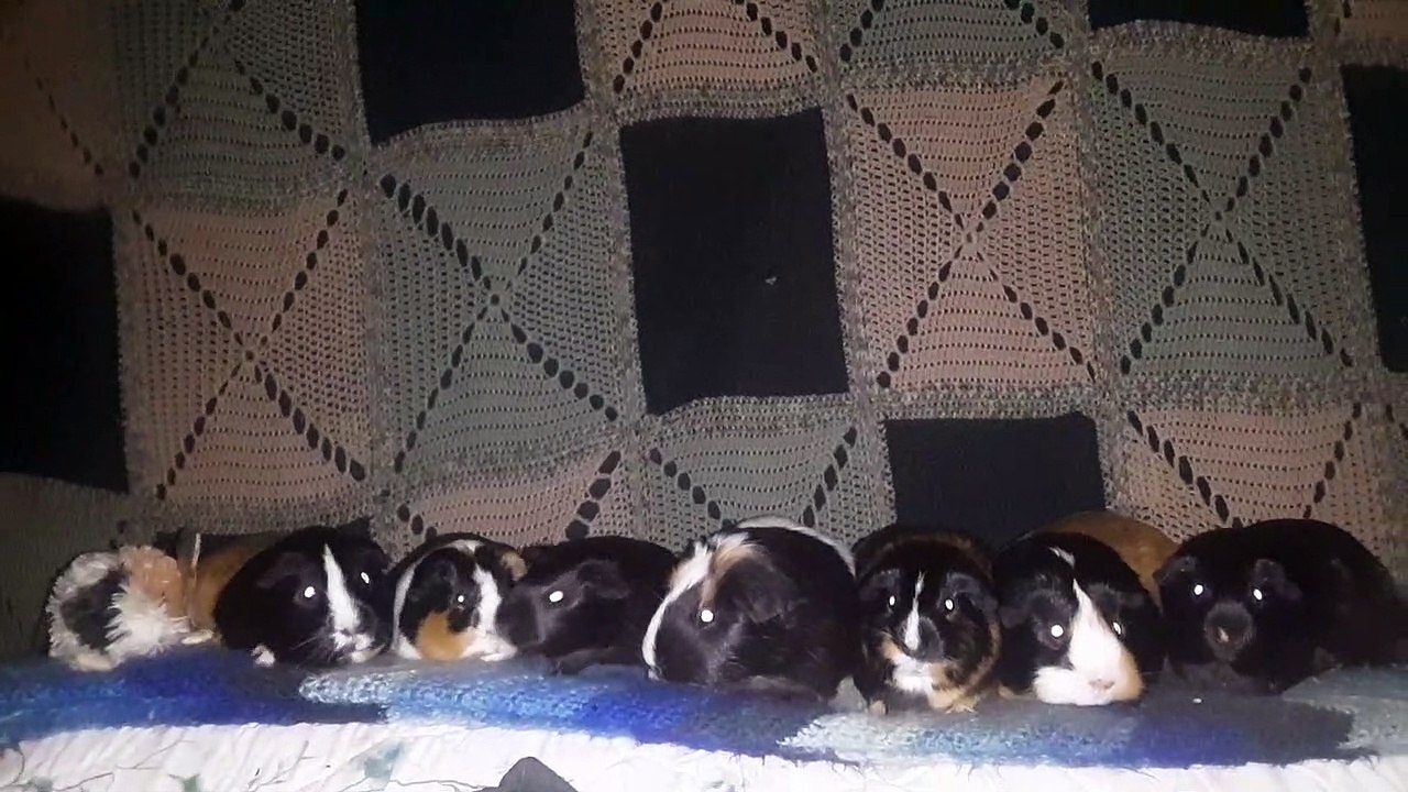 CAVIA PORCELLUS CJ CLOVER PIXIE TURMERIC IRIS PARSLEY PIXIE 20210627_032053