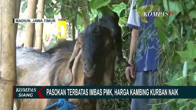 Harga Kambing Kurban untuk Idul Adha Naik Imbas Pasokan Terbatas karena Wabah PMK