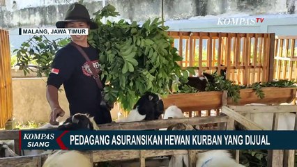 Pedagang Beri Asuransi Kematian Hewan Kurban yang Dijual