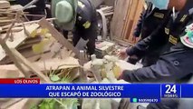 Los Olivos: rescatan a animal silvestre que escapó de zoológico