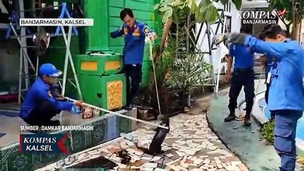 Terjebak 3 Hari di Penampungan Air, Dua Ekor Berang-Berang Akhirnya Diselamatkan Damkar Banjarmasin