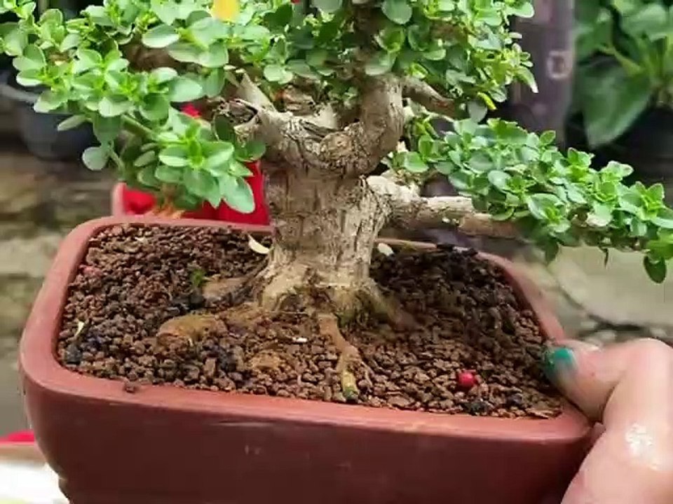 BONSAI SANCANG YANG BAGUS