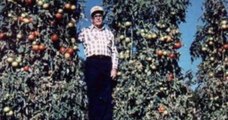 Il detient le record du monde avec un plant de tomates à 3 étages produisant 181kg de tomates