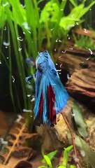 Ikan Hias Cupang