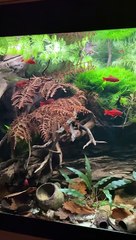 Aquascape Minimalis Simple