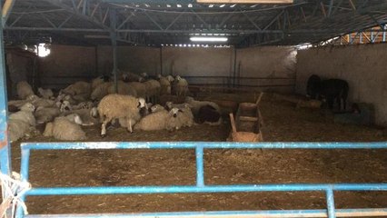 Son dakika haberleri: Kurban Bayramı öncesi, köylüyü dolandıran çeteye operasyon!