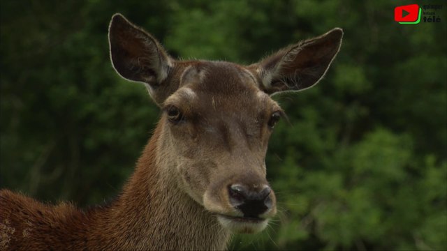 Clohars-Carnoët | Le Parc animalier du Quinquis | Quimper Bretagne Télé
