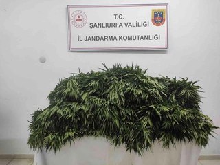 Son dakika haber: Pamuk tarlasında uyuşturucu operasyonu