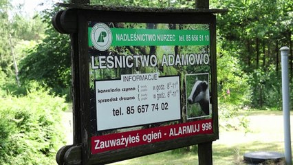 As coal prices bite, Poles turn to collect firewood