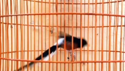 SIAPKAN MENTAL, LAWAN DENGAN MURAI INI