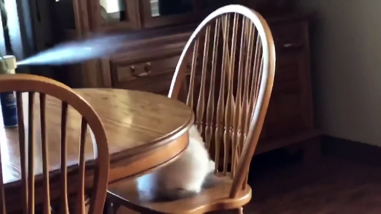 Funny Animals Videos 2022 _ Don_t try to hold back Laughter _ Funny Cats