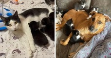 Une chatte reçoit l'aide d'une adorable chienne pour élever ses sept chatons pendant qu'elle apprend à faire confiance aux humains