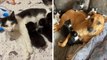 Une chatte reçoit l'aide d'une adorable chienne pour élever ses sept chatons pendant qu'elle apprend à faire confiance aux humains