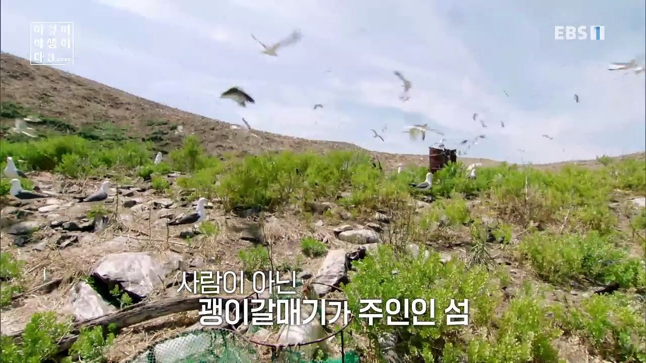 이것이 야생이다 3 - 괭이갈매기, 전쟁과 평화_#002