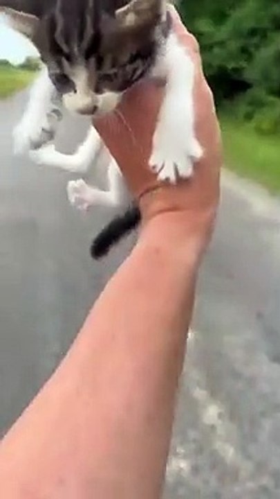 Best Cat