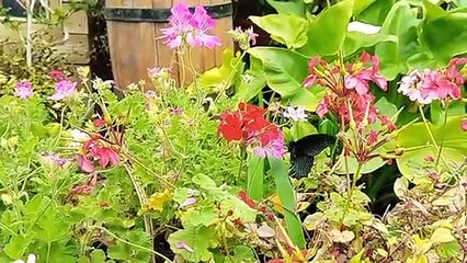 Butterflies Woodside Wildlife Park Lincoln