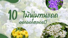 10 ไม้พุ่มทนแดด ออกดอกตลอดปี ไว้ปลูกริมรั้วรอบบ้าน