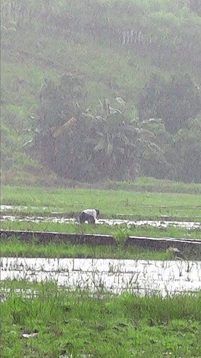 Petani Diguyur Hujan di Sawah, Aktivitas Pagi di Kampung Sejuk, Suasana Pedesaan