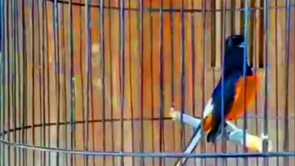 NAIKAN EMOSI MURAI BATU LOYO