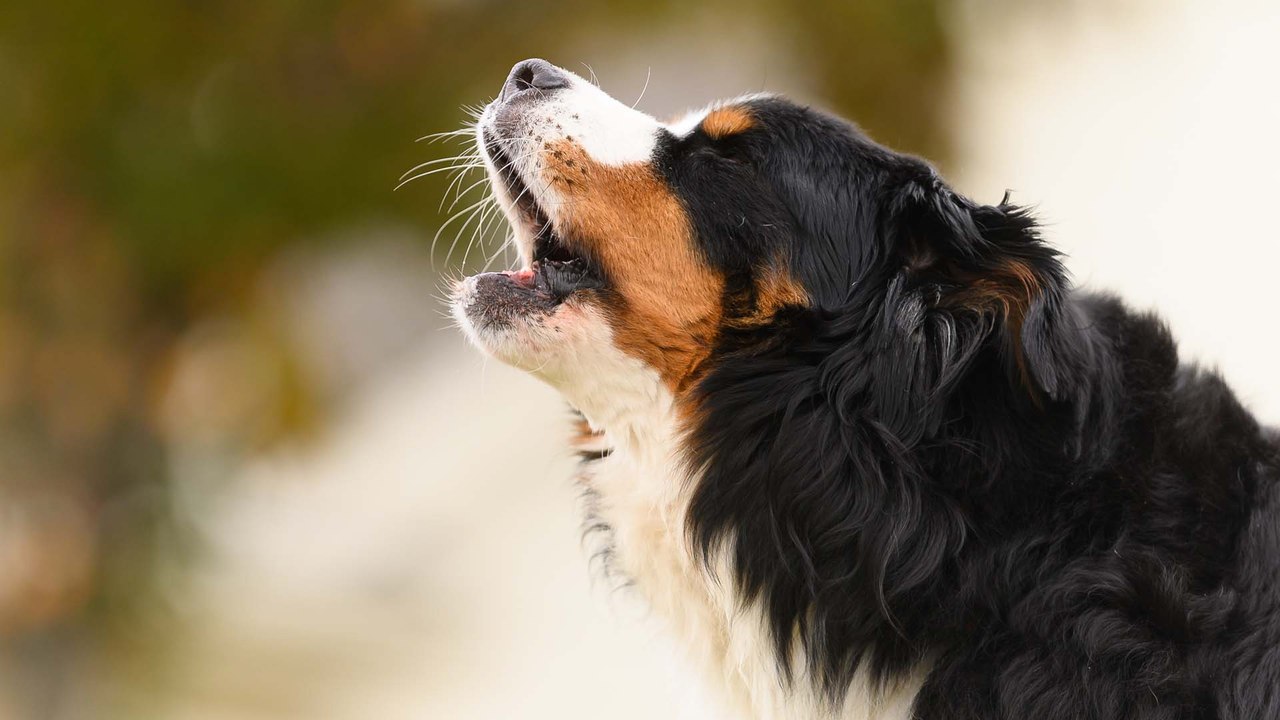 Wann gilt das Bellen von Hunden als Ruhestörung?