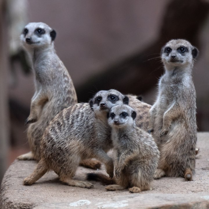 Erdmännchen über Bord!