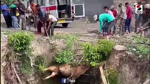 જુનાગઢ: અવાવરું ખુલ્લા કૂવામાં ગાય ખાબકી, જુઓ લાઇવ રેસ્કયુ