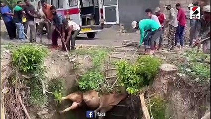 જુનાગઢ: અવાવરું ખુલ્લા કૂવામાં ગાય ખાબકી, જુઓ લાઇવ રેસ્કયુ