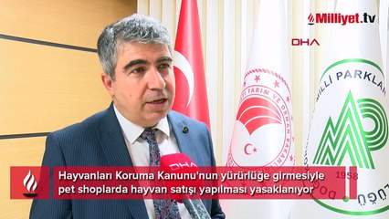 Vitrinde kedi- köpek satışında son günler! Geri sayım başladı