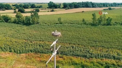 Dronu fark eden leylek, yavrularının üzerine böyle kapandı