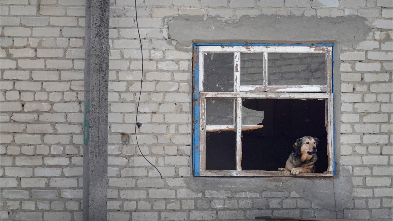 Comment les conflits armés affectent les animaux sauvages et domestiques ?