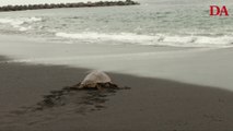 Jornada de liberación 'SOS Tortugas Marinas' 2022