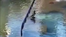 Un canard se fait des sensations fortes