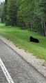 Bear Cub Goes Back for Smaller Sibling