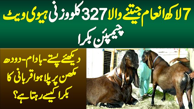 7 Lakh Inaam Jeetne Wale 327 KG Wazni Heavy Weight Champion Qurbani Ka Bakra