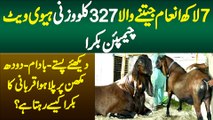 7 Lakh Inaam Jeetne Wale 327 KG Wazni Heavy Weight Champion Qurbani Ka Bakra