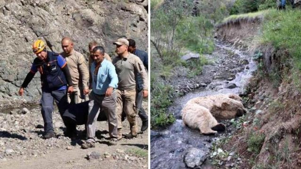 Erzurum'da tüyler ürperten olay! Beyaz ayı, koyun otlatan çobanı parçaladı